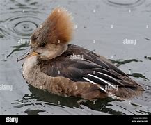 Image result for Hooded Merganser Duck Drawing