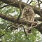 Image result for Dormouse Teeth in Owl Pellets