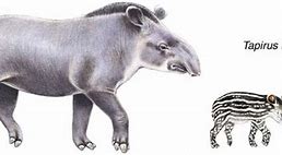 Image result for Tapir Range Map