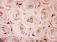 Image result for Backgrounds Pink Rose Gold Chrome