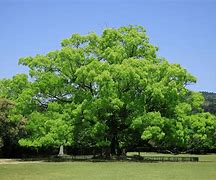 Image result for Cinnamon Camphor Tree