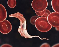 Image result for Blood Worm Parasite