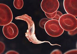 Image result for Blood Parasites Found in Dogs