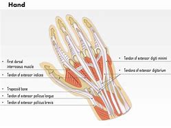 Image result for Dorsal Part of the Hand