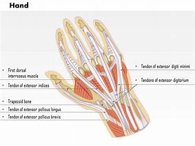 Image result for Dorsal Aspect Hand