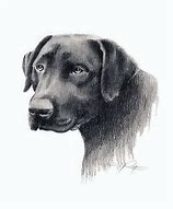 Image result for Black Lab Illustration