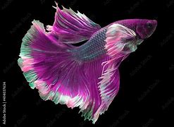 Image result for Purple Betta