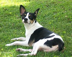 Image result for Black Rat Terrier