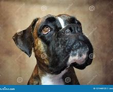 Image result for German Boxer Dog Side Profile