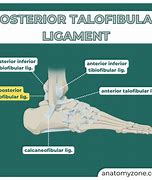 Image result for Interosseous Ligament