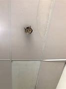 Image result for Ceiling Cat Meme