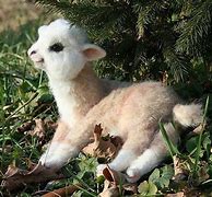 Image result for Pictures of a Baby Fluffy Cute Llama