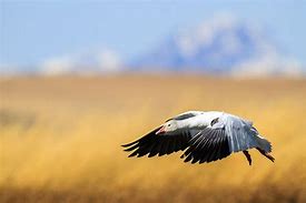 Image result for Arctic Snow Goose