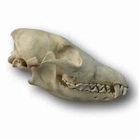 Image result for Coyote Skull Black and White