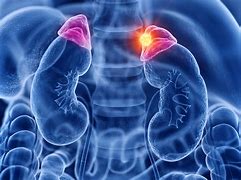 Image result for Normal Adrenal