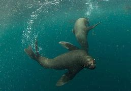 Image result for South Korea Sea Lions