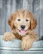 Image result for Cute Poodle Mixes