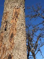 Image result for Oak Tree Bark Disease