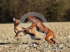 Image result for Dogs Play Fighting