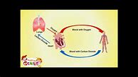 Image result for Circulatory System Grade 5