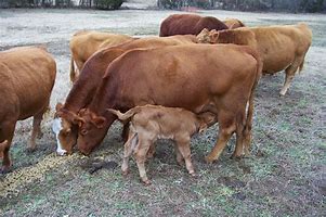 Image result for Christmas Calf