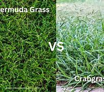 Image result for Nutsedge vs Crabgrass