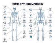 Image result for Human Body Joints