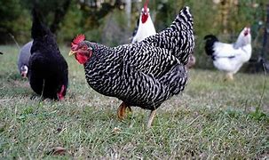 Image result for Blue Plymouth Rock Chicken