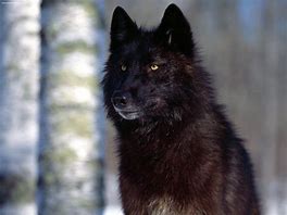 Image result for Black Fur Wolf Dog