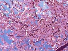 Image result for Cherry Blossom Flower