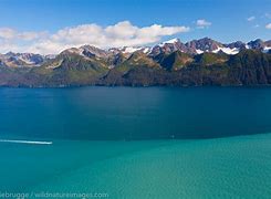 Image result for Resurrection Bay Seward Alaska