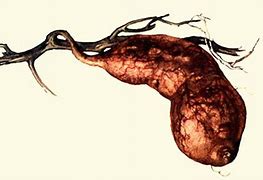 Image result for Sweet Potato Root Rot