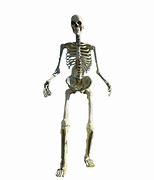 Image result for Gxk Giant Skeleton