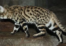 Image result for Black-footed Cat