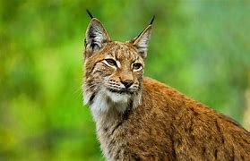 Image result for Lynx Photos