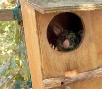 Image result for Possum Homes