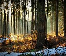 Image result for Sasa Forest