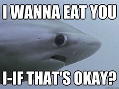 Image result for Nervous Shark