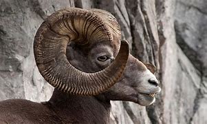 Image result for Big Horn Sheep in Alaska