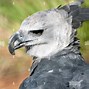 Image result for Harpy Eagle with Person