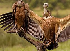 Image result for Vulture Spirit