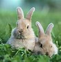 Image result for Cool Rabbit Art