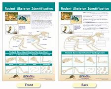 Image result for Rodent Bone Identification Chart