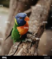 Image result for Lorie's Bird