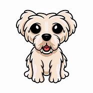 Image result for Adorable Maltese