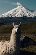 Image result for Cotopaxi National Park