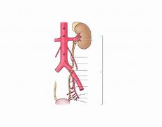 Image result for Ureter Blood Supply