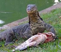 Image result for Reptiles Diet