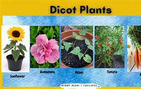 Image result for Dicot Cotyledon