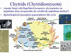 Image result for Chytridiomycota Characteristics